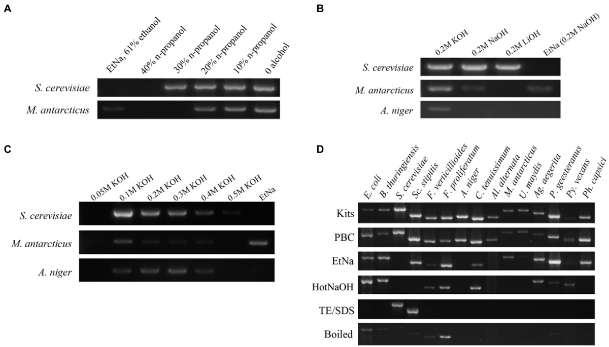Frontiers A simple and rapid technique of template preparation for PCR