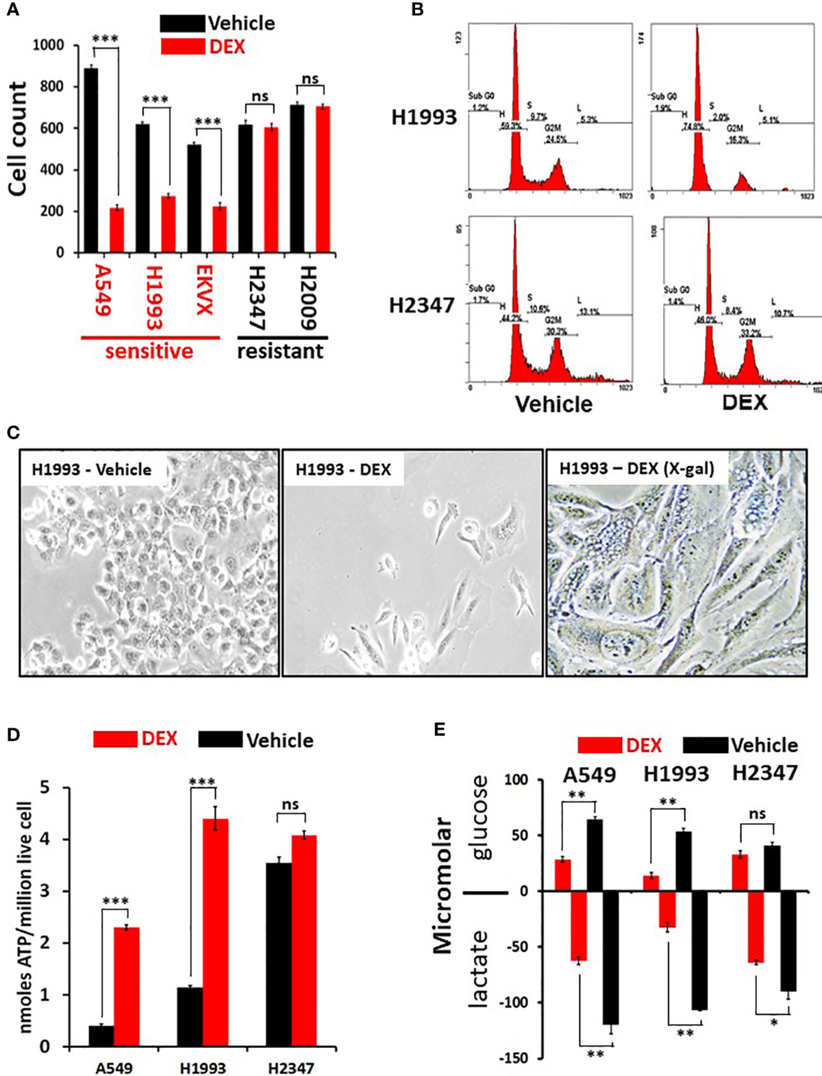 ls bd nude models Frontiers | Glucocorticoid mediated inhibition of LKB1 mutant non-small  cell lung cancers
