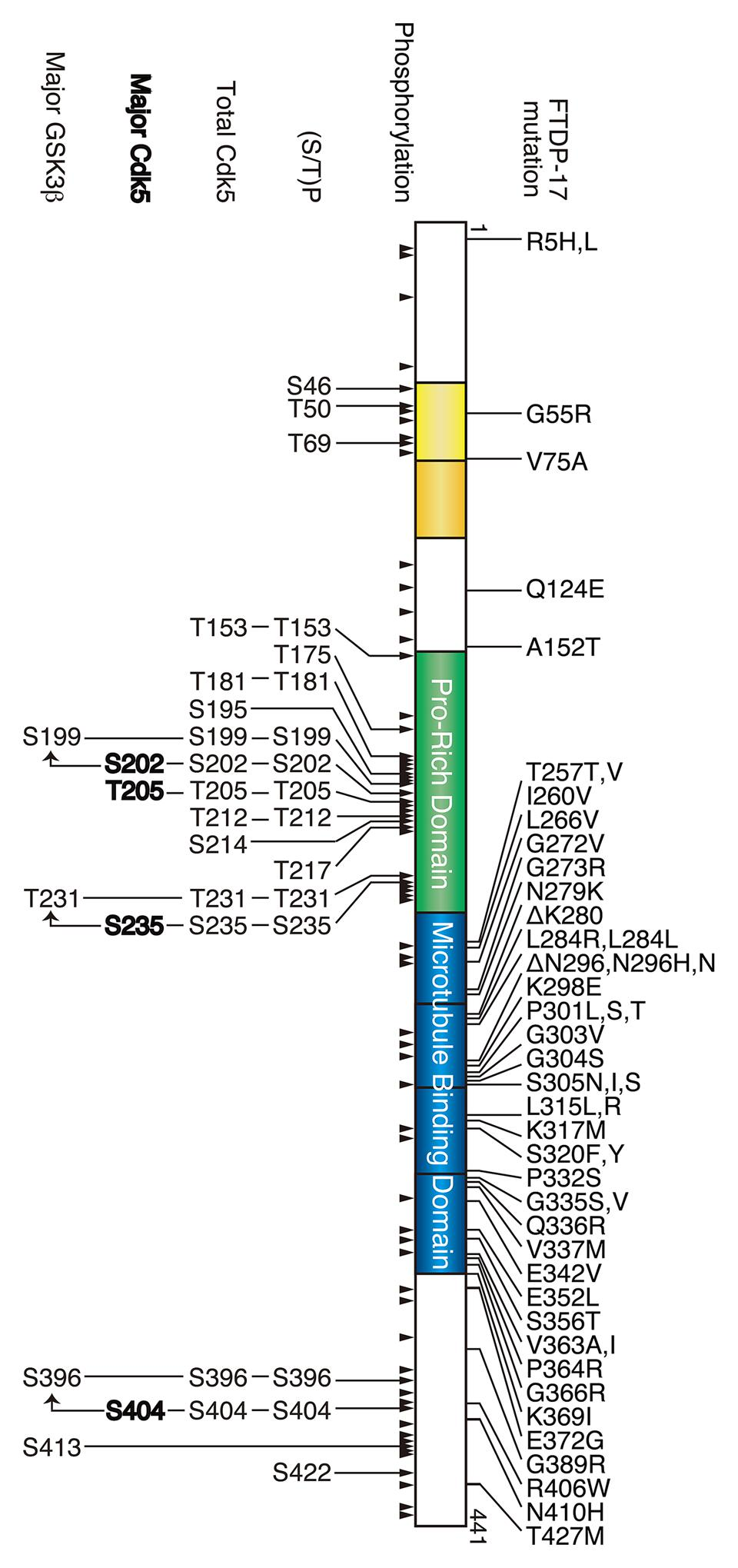 Frontiers | Physiological and pathological phosphorylation