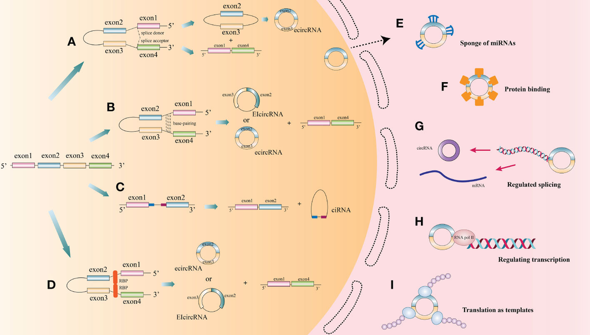 Frontiers | CircRNAs: Roles in regulating head and neck Frontiers | CircRNAs: Roles in regulating head and neck