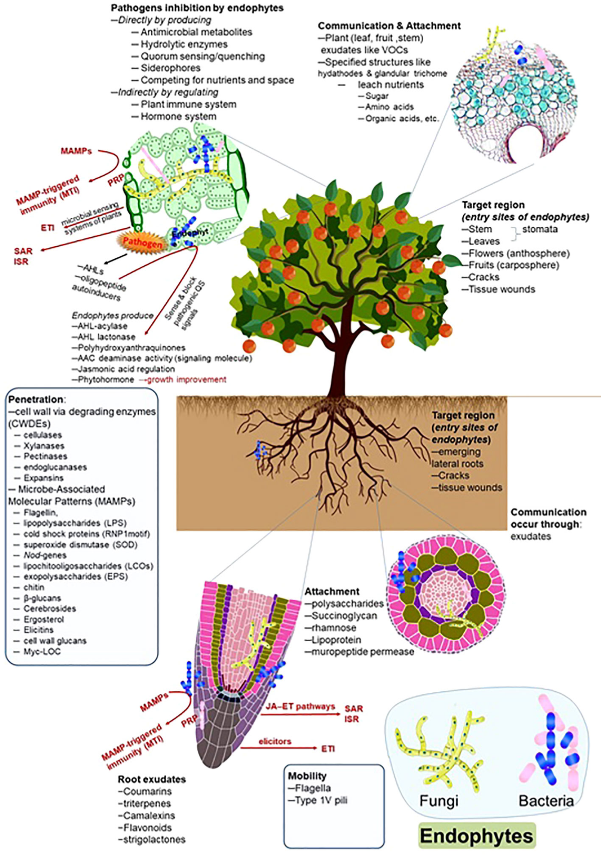 Endophytes; Molecular interactions,Biocontrol screening,Commercial hurdles,...
