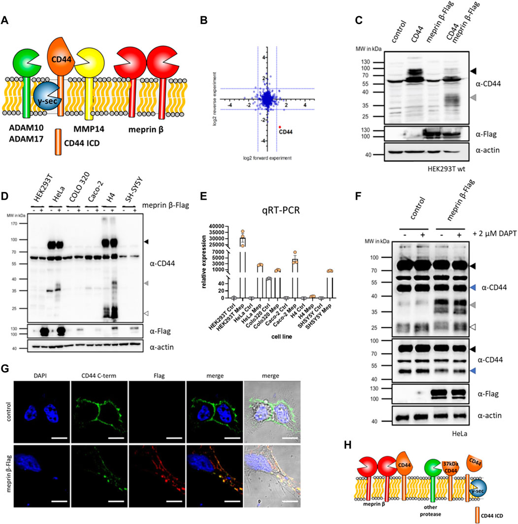Frontiers | Proteolysis of CD44 at the cell surface controls
