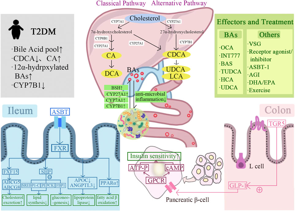 Frontiers | Bile acids-gut microbiota crosstalk contributes Frontiers | Bile acids-gut microbiota crosstalk contributes