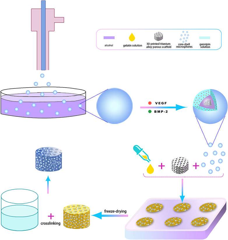 Frontiers | Construction and osteogenic effects of 3D