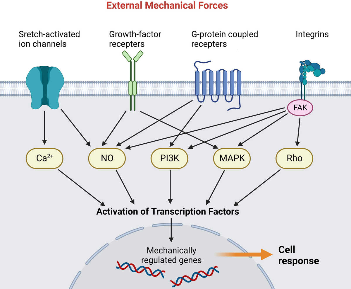 Mechanotransduction in skin wound healing and scar formation - Frontiers