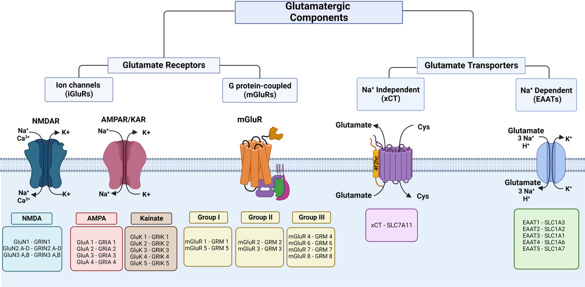 L-aspartate nmda receptor outlet