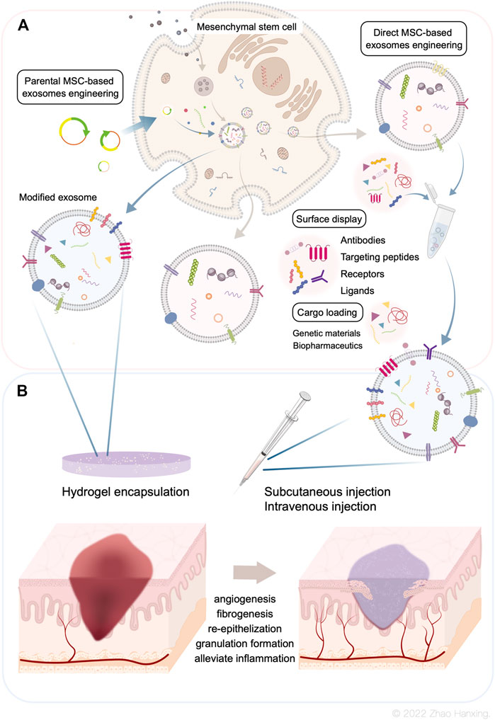 Frontiers | Bioengineered MSC-derived exosomes in skin wound Frontiers | Bioengineered MSC-derived exosomes in skin wound