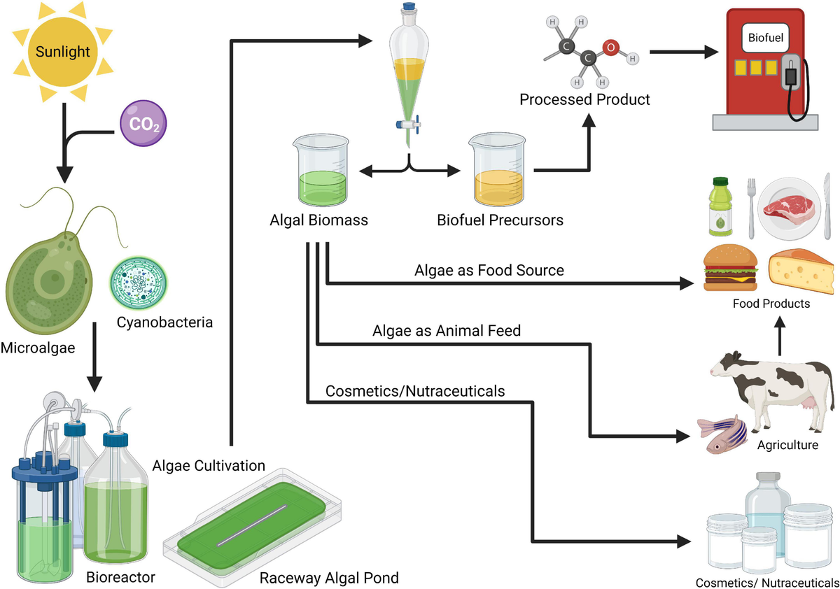Developing algae as a sustainable food source Biology Diagrams