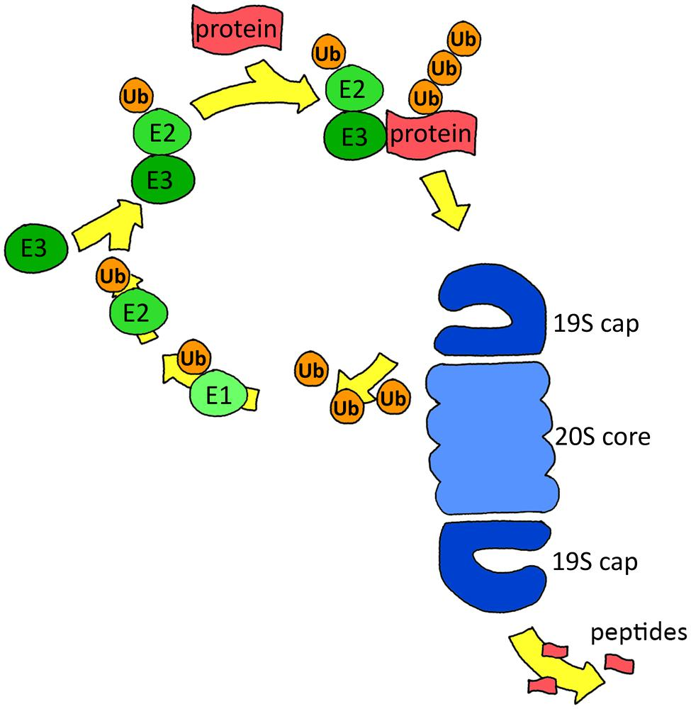 Frontiers | The ubiquitin proteasome system in glia and its Frontiers | The ubiquitin proteasome system in glia and its