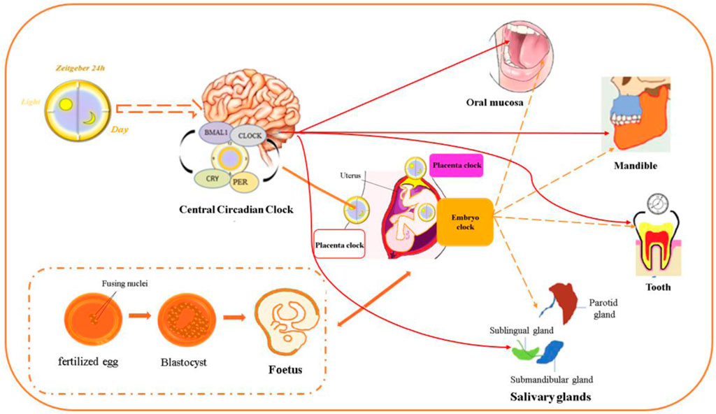 【利益還元祭】開催中！今年最後の大セール Frontiers in target scientific promising clock—A Circadian | ボディ・フェイスケア