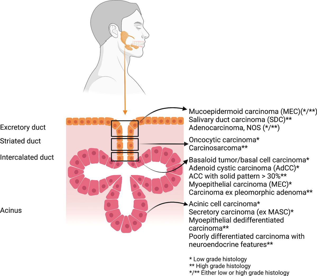 Tumors of the Salivary Glands (AFIP) Salivary gland tumors
