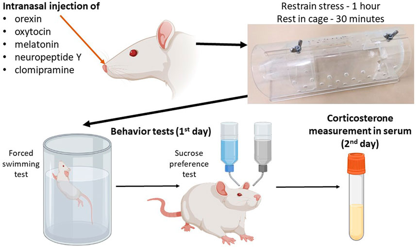 Frontiers | Intranasal neuropeptide Y is most effective in some aspects ...