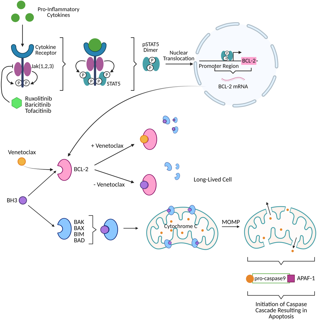 Frontiers | Repurposing BCL-2 and Jak 1/2 inhibitors: Cure and