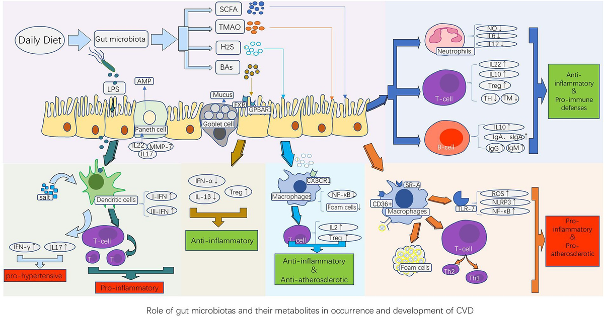 Frontiers | Immune mechanism of gut microbiota and its