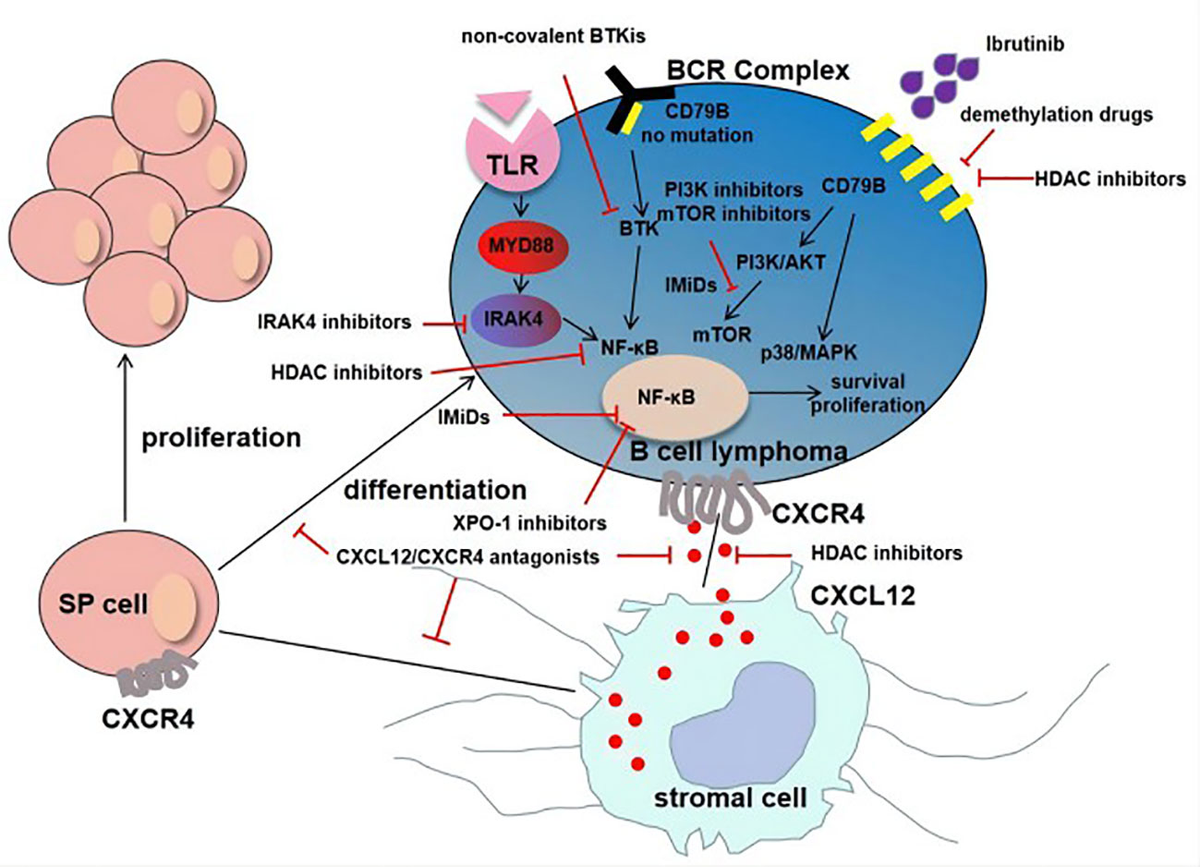 Frontiers | Bruton's tyrosine kinase inhibitors in the