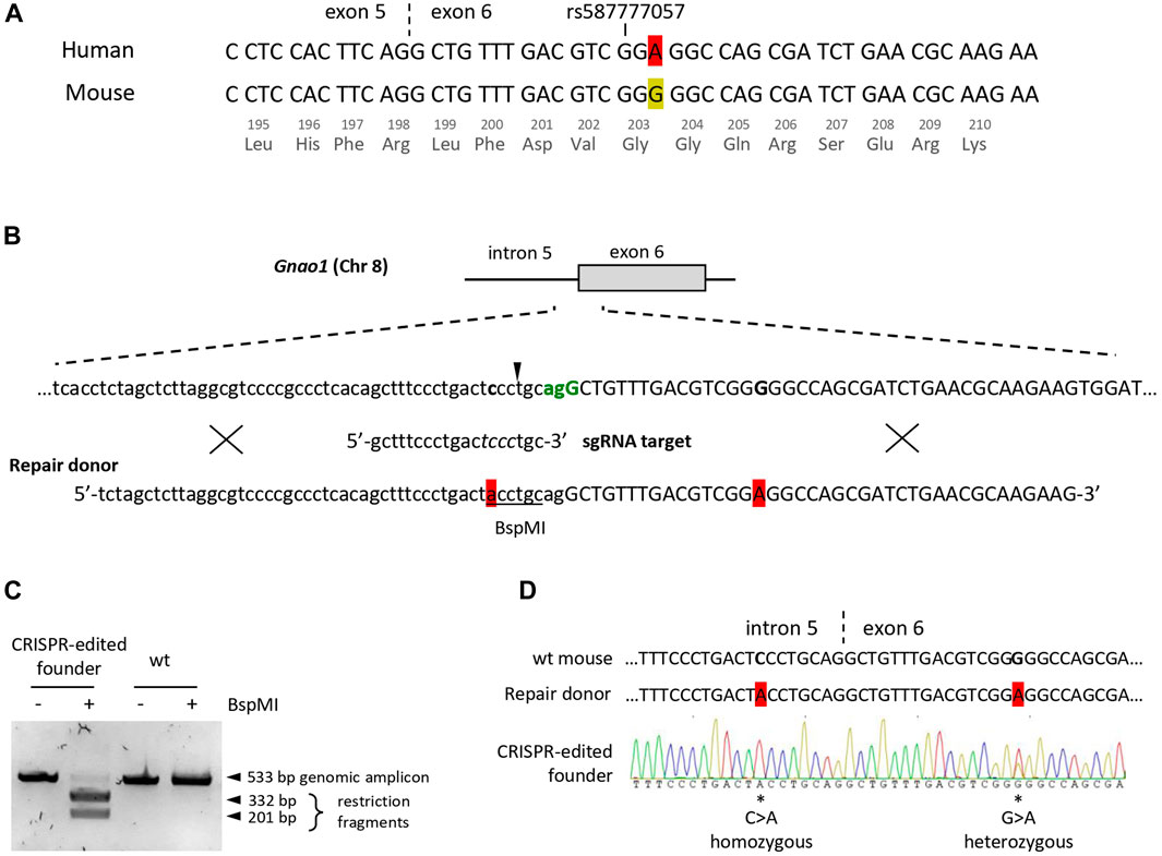 Frontiers CRISPR Cas9 generated mouse model with humanizing  