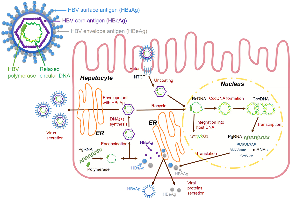 Frontiers | Interferon and interferon-stimulated genes in