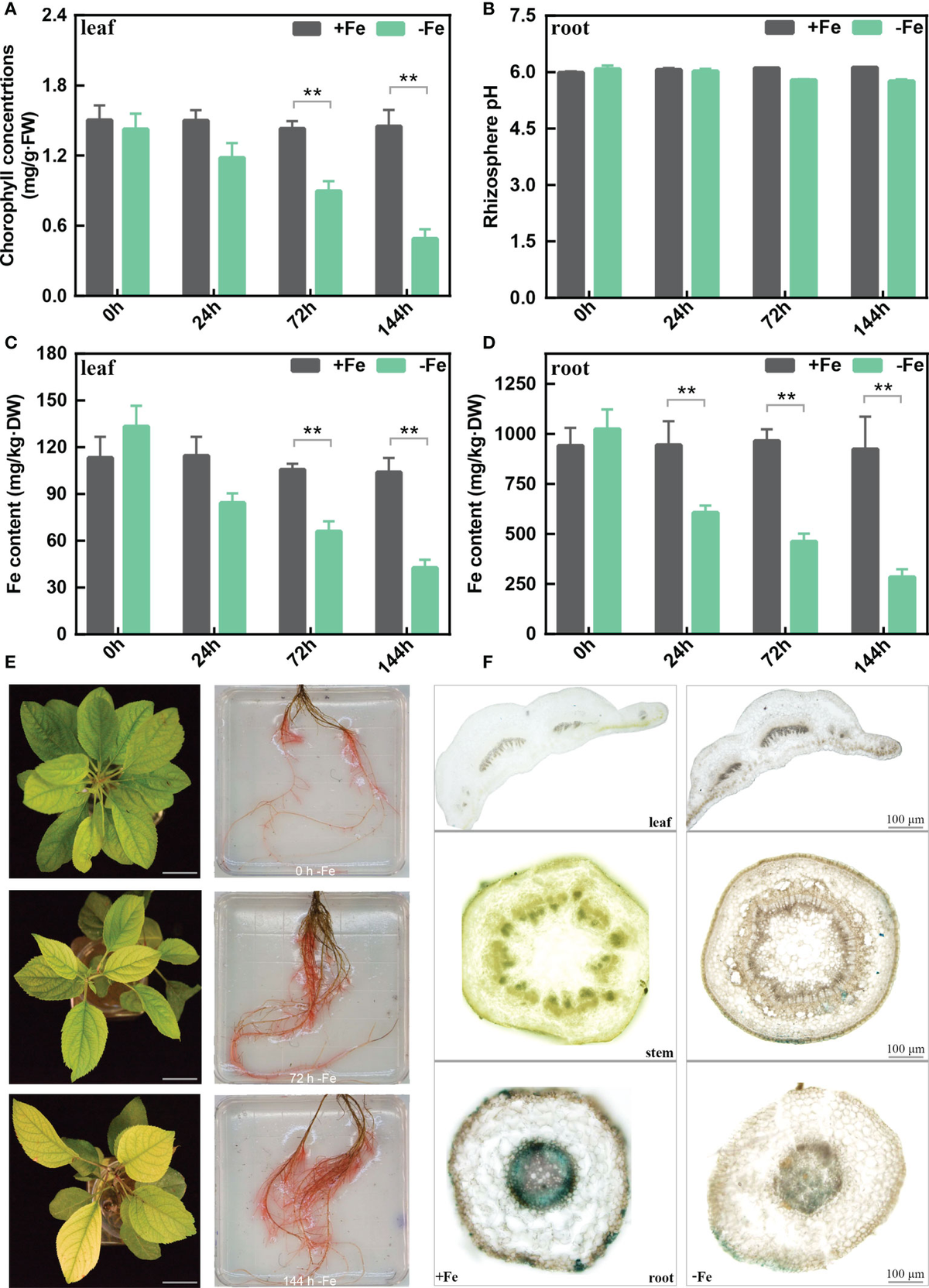 Frontiers | MbHY5-MbYSL7 mediates chlorophyll synthesis and