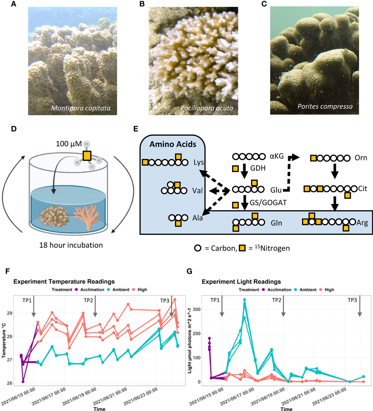 再入荷のおすすめ最新情報 Stable | Frontiers isotope compartmentalized reveals tracing 科学+技術