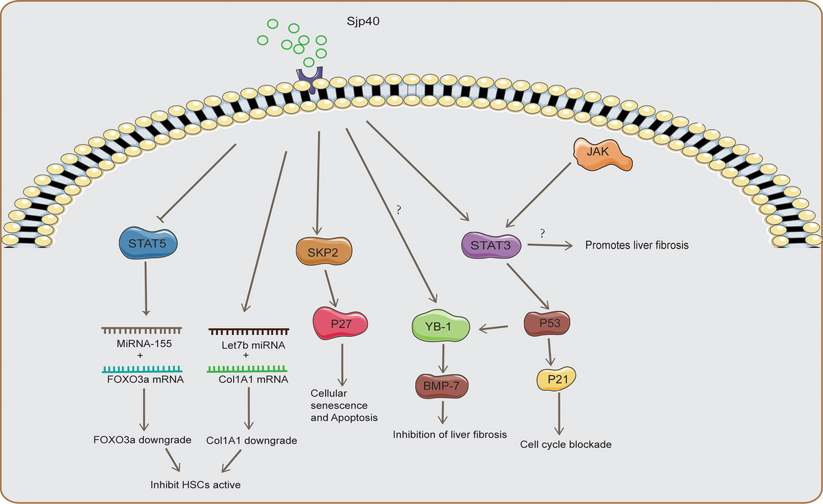 Frontiers | Pathology and molecular mechanisms of