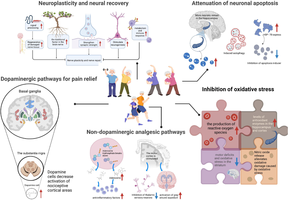 Frontiers | The mechanism of exercise for pain management in