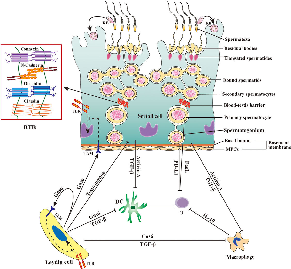 ルル Frontiers | Viral tropism for the testis and sexual transmission