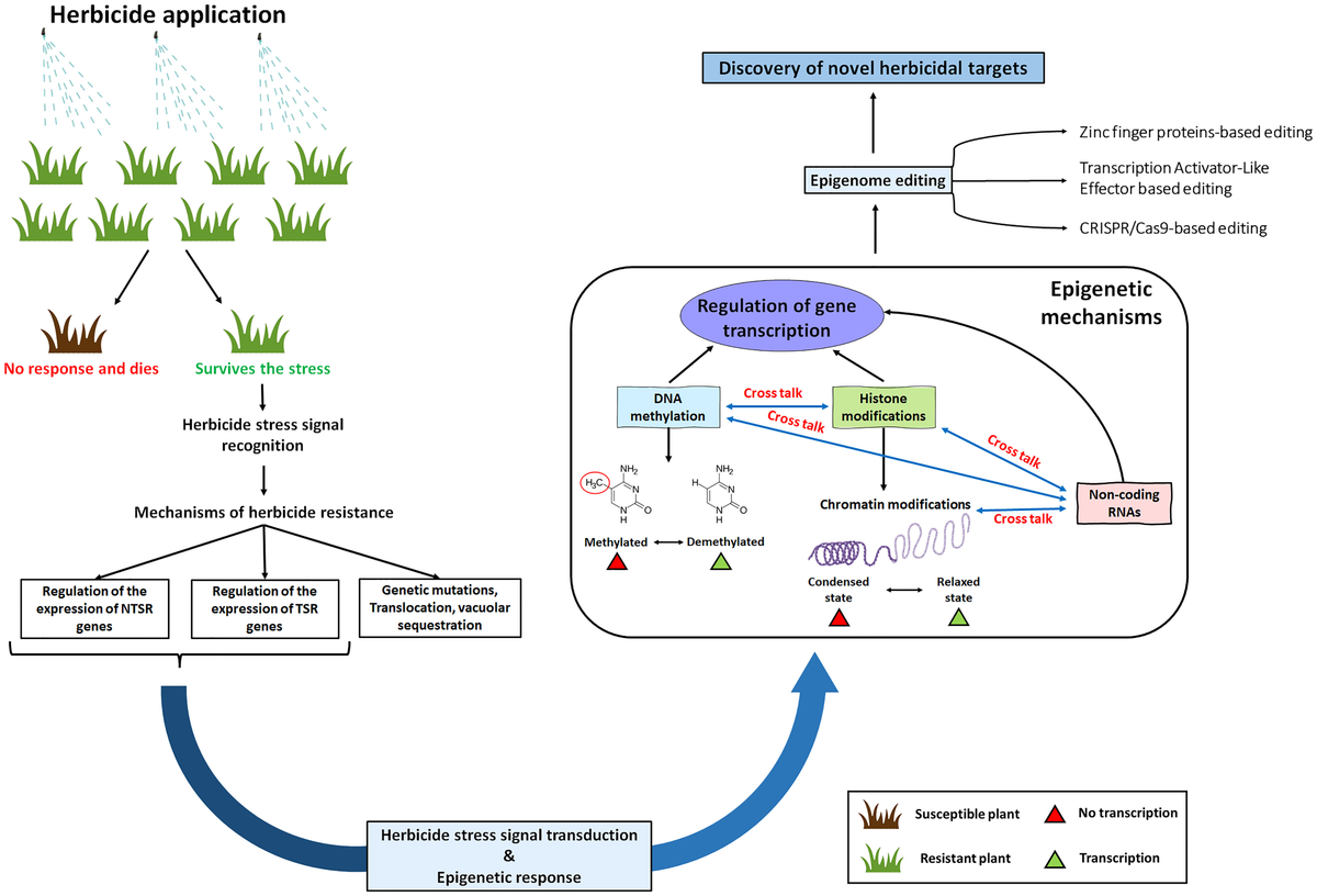 Frontiers Herbicide resistance in grass weeds regulation