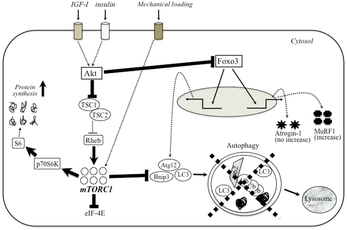 Sarcopenia and Cognitive Decline in Older Adults: Targeting