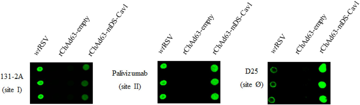 Frontiers | The protective immunity induced by intranasally