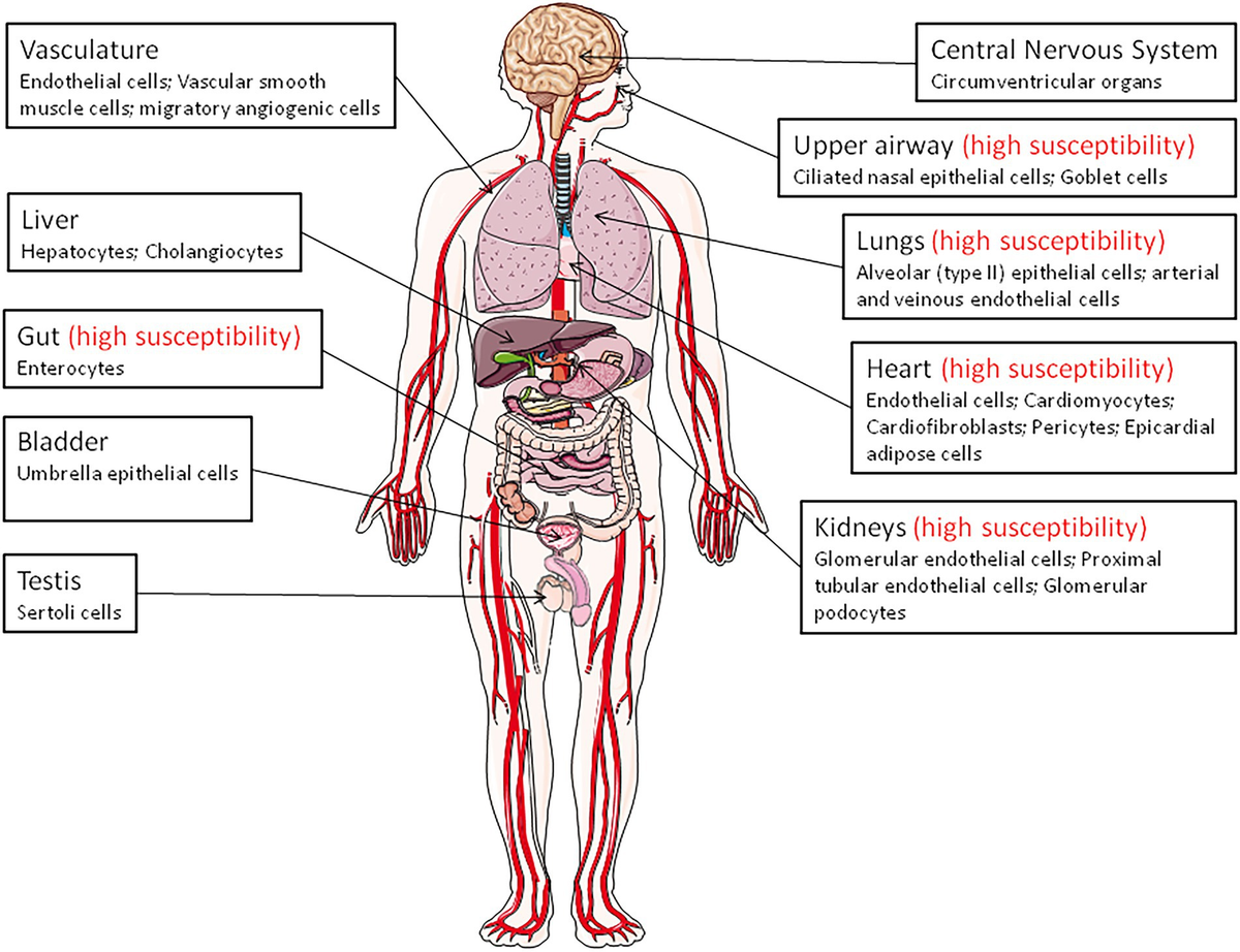 Frontiers | An update on angiotensin-converting enzyme 2  structurefunctions, polymorphism, and duplicitous nature in the  pathophysiology of coronavirus disease 2019: Implications for vascular and  coagulation disease associated with severe acute ...