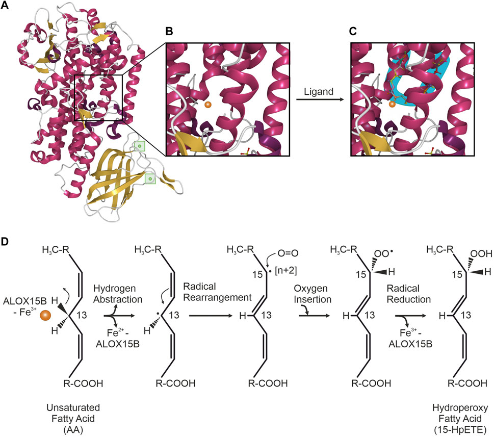 Frontiers | Arachidonate 15-lipoxygenase type B: Regulation