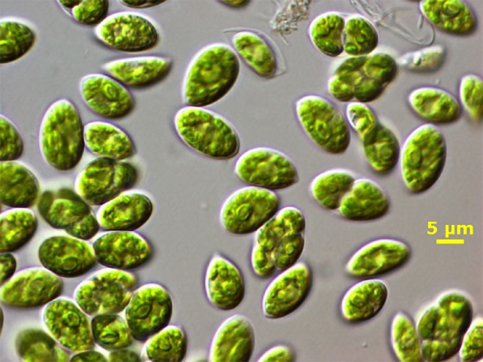 Frontiers | Productivity and nutrient removal by the