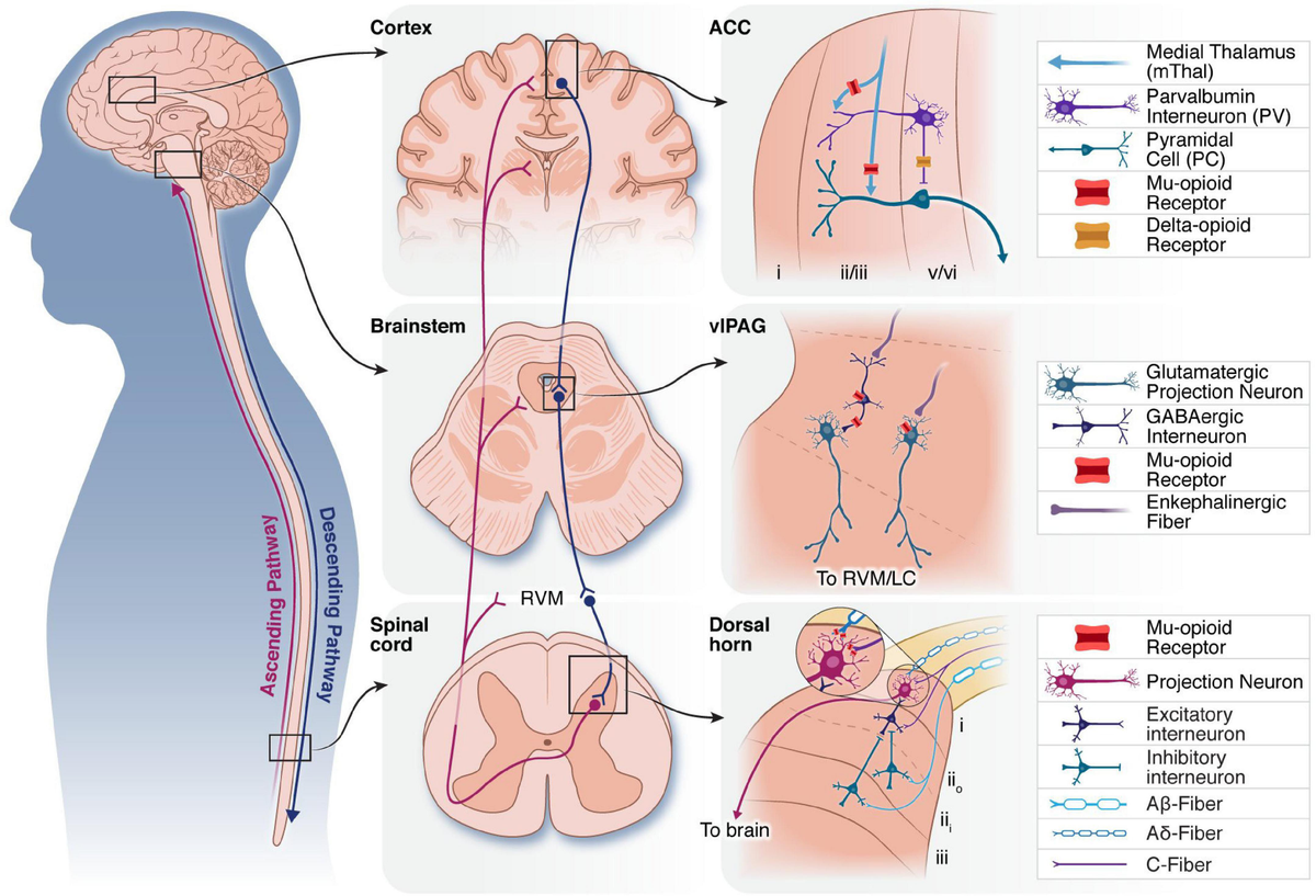 Frontiers | The role of endogenous opioid neuropeptides in 