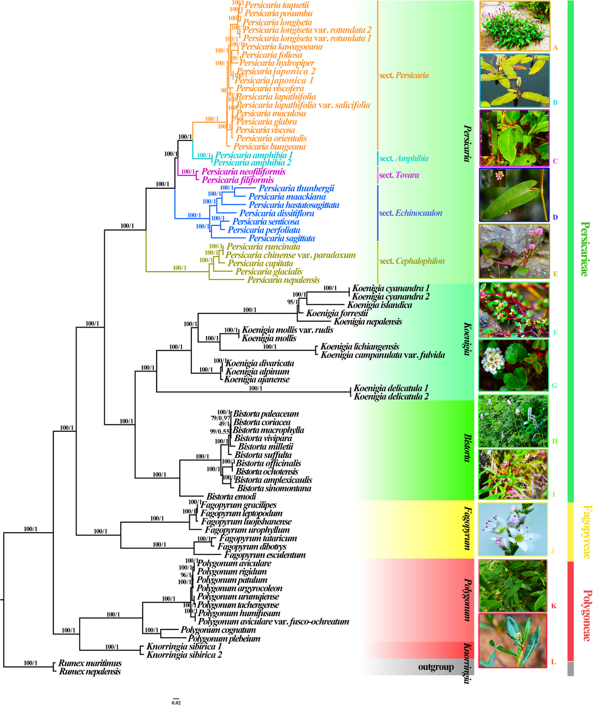Frontiers | Plastid phylogenomics sheds light on divergence Frontiers | Plastid phylogenomics sheds light on divergence