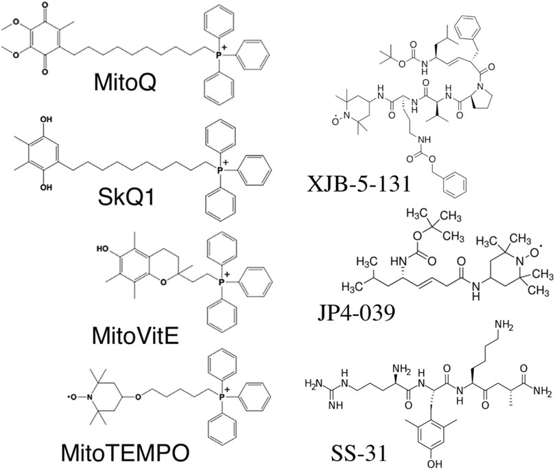Frontiers | Current perspectives of mitochondria-targeted