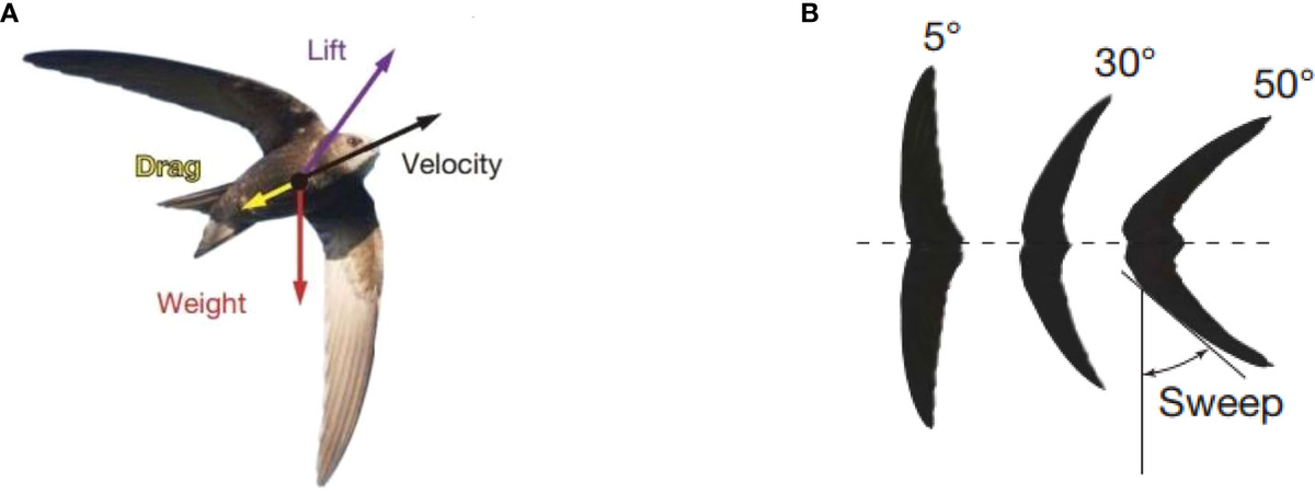 Frontiers Glide performance analysis of underwater glider with sweep