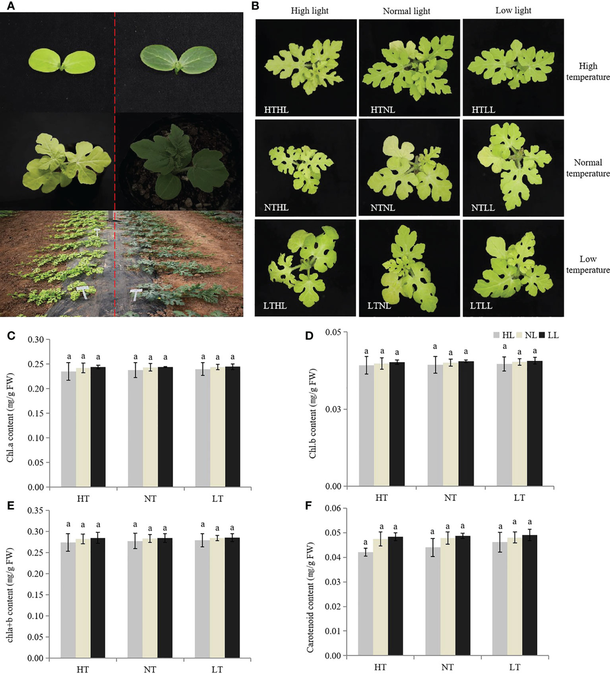 Frontiers | Mapping and functional verification of leaf Frontiers | Mapping and functional verification of leaf