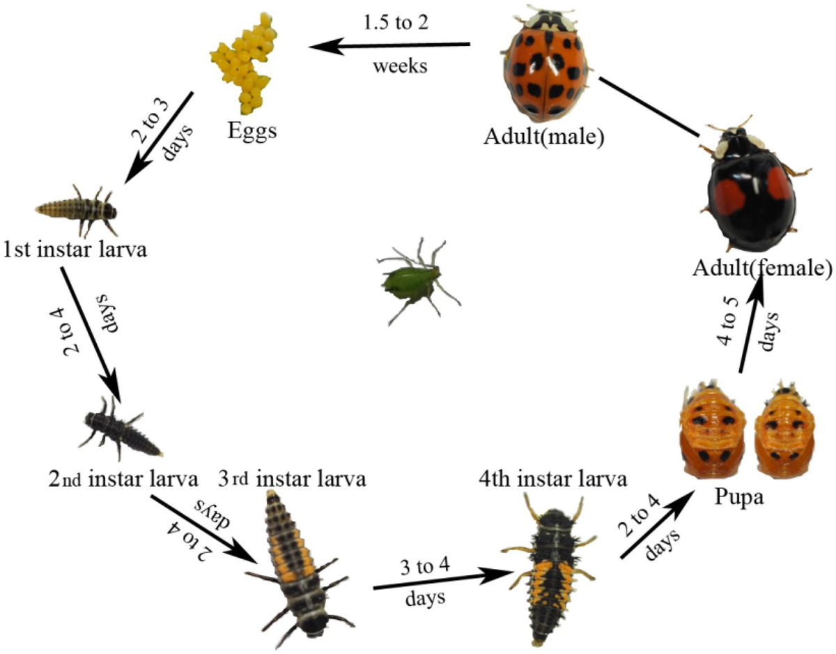 Frontiers | Dynamics of symbiotic bacterial community in whole 