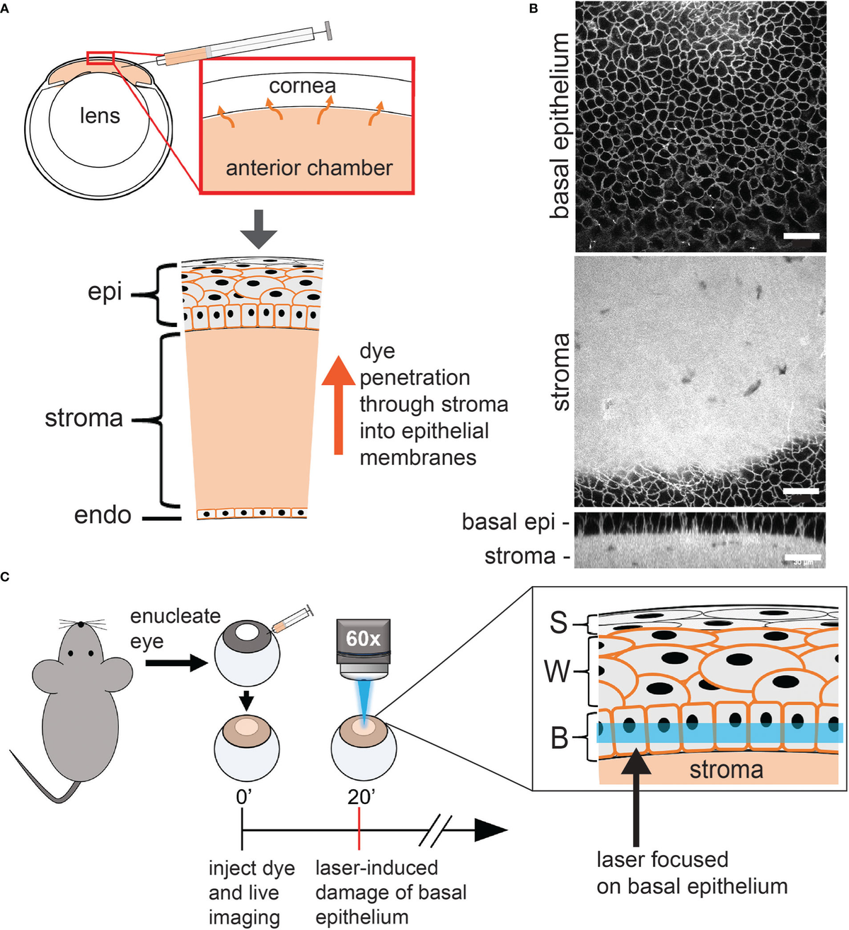 Frontiers | Laser-induced microinjury of the corneal basal
