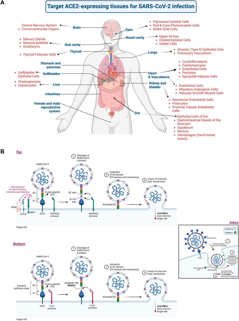 Frontiers | Nanomaterials to combat SARS-CoV-2: Strategies to prevent,  diagnose and treat COVID-19