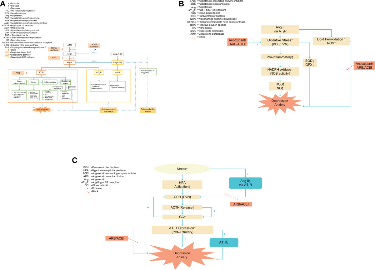 Frontiers | Renin-angiotensin system: The underlying