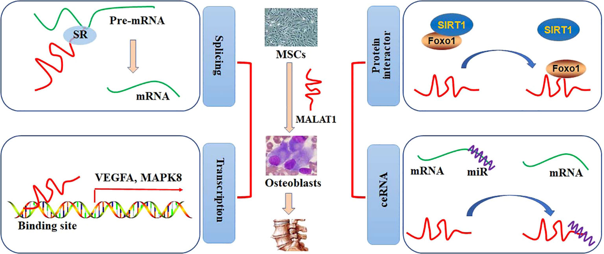 Genesis and evolution of the Dajing tin-copper polymetallic