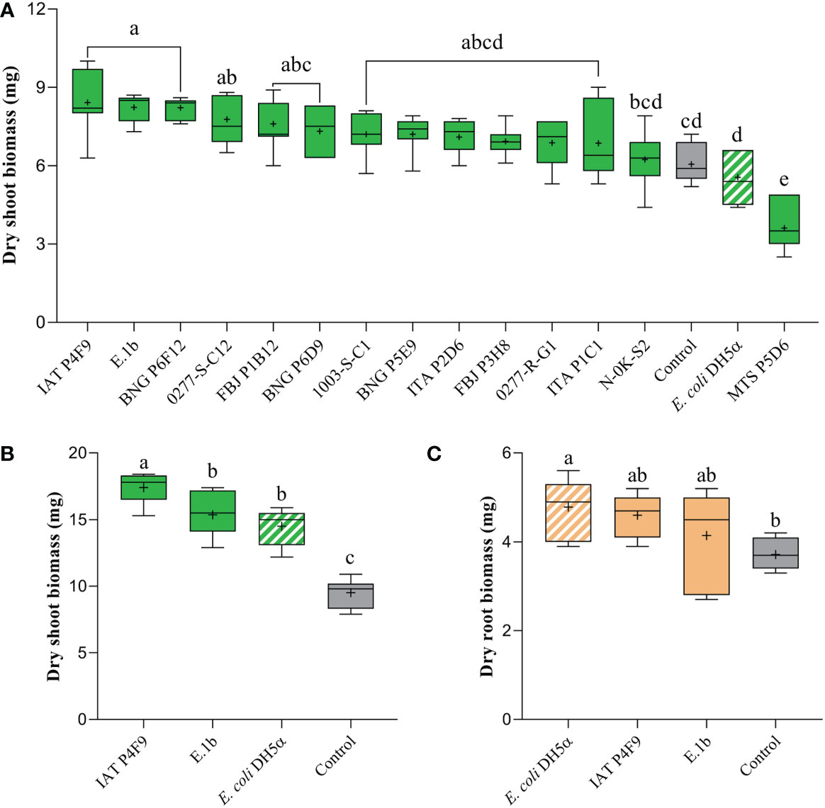 Frontiers | Bacterial volatile organic compounds (VOCs