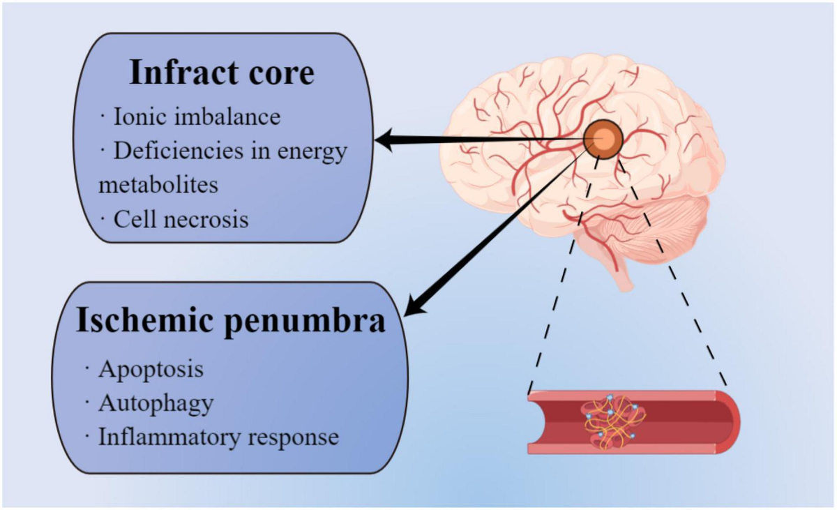Frontiers | Perspective insights into hydrogels and