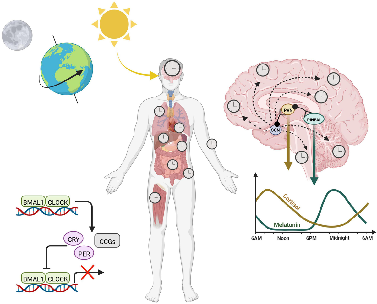 Frontiers | Circadian rhythms as modulators of brain health during