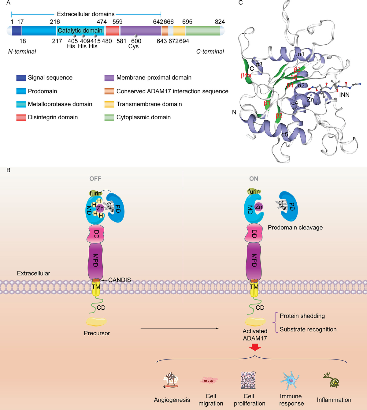 Frontiers | Immunomodulatory role of metalloproteinase