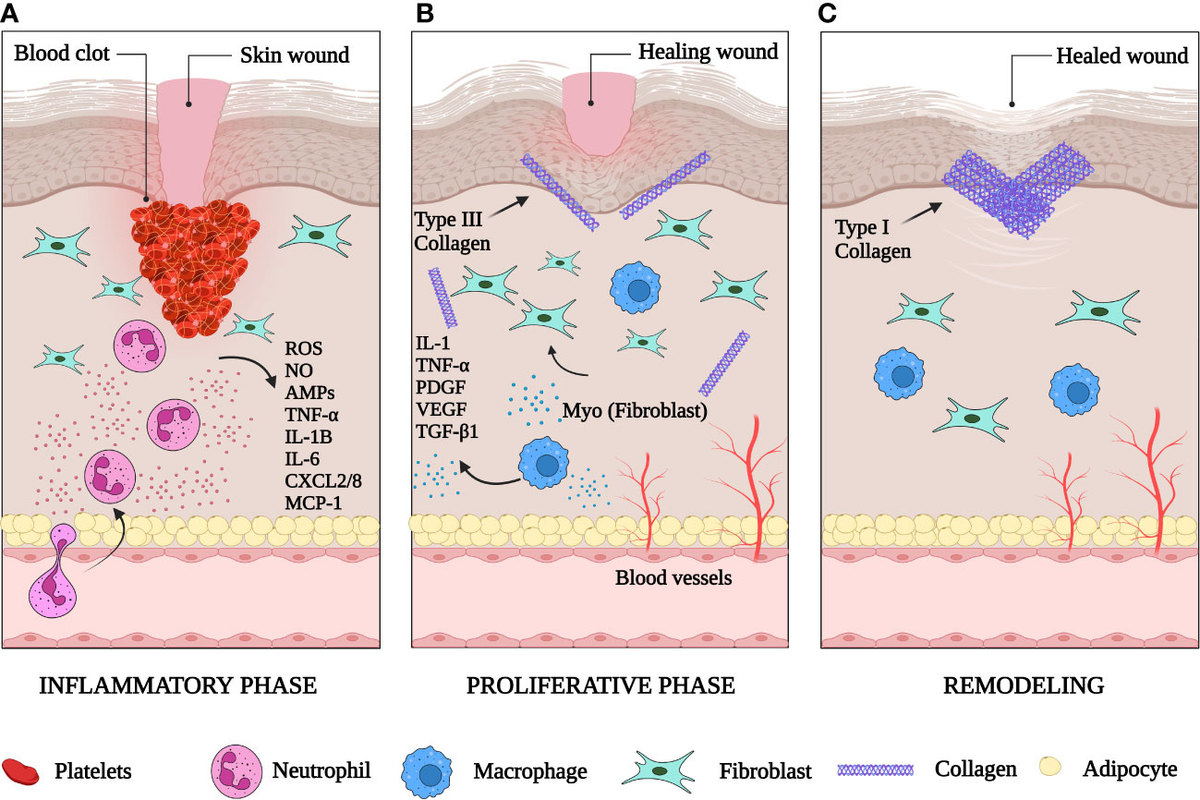 frontiers-skin-immunity-in-wound-healing-and-cancer