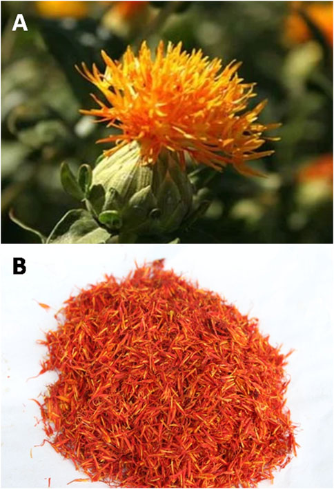 Frontiers | Protective potential of hydroxysafflor yellow A