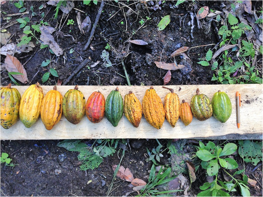 Genetic & Morphology Analysis of Nacional Cacao in Piedra de