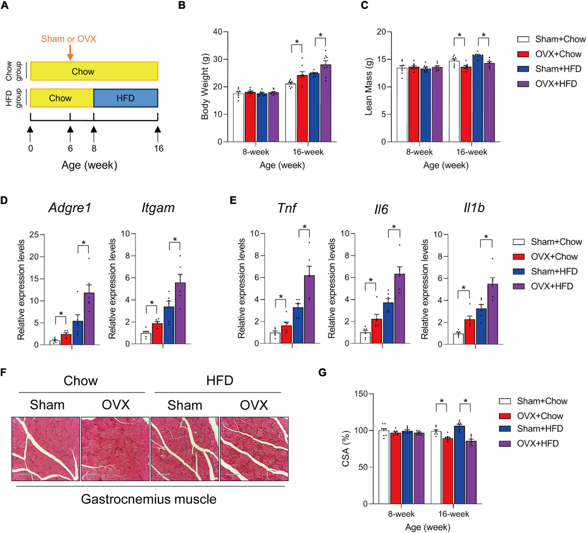 Promotion of healthy adipose tissue remodeling ameliorates muscle inflammation in a mouse model of sarcopenic obesity Promotion of healthy adipose tissue remodeling ameliorates muscle inflammation in a mouse model of sarcopenic obesity
